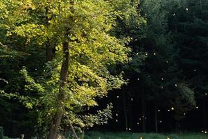 A deciduous tree with yellow leaves stands at the edge of the forest. The foliage has changed color in autumn. The wind blows leaves from the tree, against a green background in nature. photo