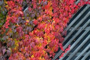 Virginia creeper climbs up a wooden trellis. The leaves are autumnal red and yellow in color and form a background. photo