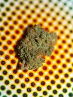 Therapeutic marihuana bud close up background modern big size high quality print photo