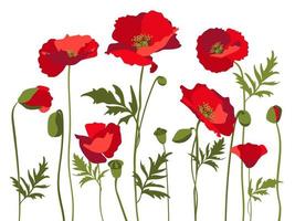 Vector set of red poppies with leaves and stems, isolated on white background.