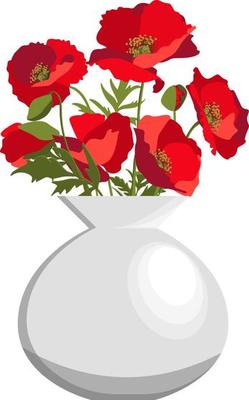 Bunch of red poppies in white round ceramic vase. Isolated on white background