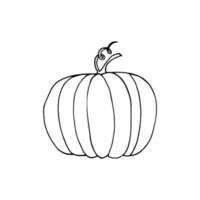 pumpkin hand drawn in doodle style. vegetable in simple line art vector