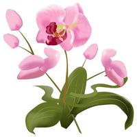 Orchid Flower Vector