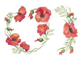 red poppies illustration of watercolor vector