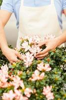 Gardening. Cropped image of man in apron taking care of flowers while standing in greenhouse photo