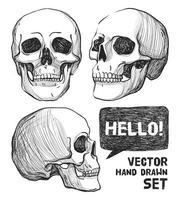 Skulls. Vintage Vector illustration