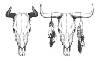Bull skulls with feathers. vector
