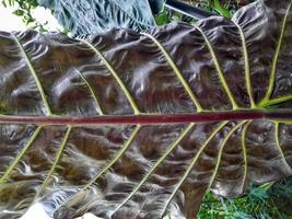 super large taro leaf background photo