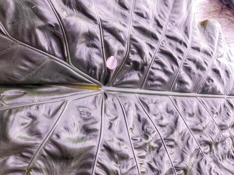 super large taro leaf background photo