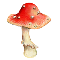 agaric de mouche rouge vif, champignon vénéneux, illustration aquarelle png