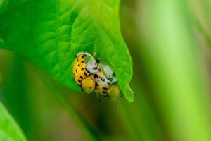 lady bug, lady escarabajo en hoja verde foto