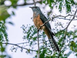 Plaintive Cuckoo bird perched on a branch photo