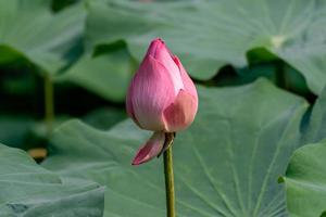 lotus flower in the lotus pond photo