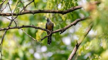 Plaintive Cuckoo bird perched on a branch photo