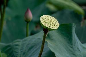 flor de loto en el estanque de loto foto