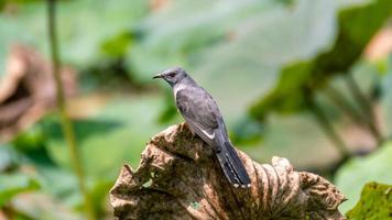 Plaintive Cuckoo bird in lotus pond photo