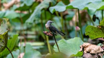 Plaintive Cuckoo bird in lotus pond photo