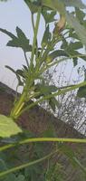 primer plano de bhindi fresco, dedos de dama, okra vegetal verde abelmoschus esculentus con flores que crecen en la granja, gujarat, india, asia foto