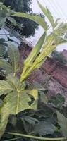 Close up of okra flower with selective focus on subject.okra flower with vegetable of lady finger. photo