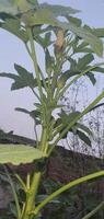 okra flower with vegetable of lady finger. photo