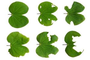 Bauhinia malabarica roxb leaf is Bitten by an insect, isolated on a white background, natural leaf photo