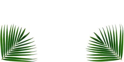 Areca Palm leaf isolated on white background, palm leaves. Green palm leaf on the edge of the image. a picture frame on a white background. for frame or decoration. photo