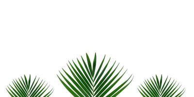 Areca Palm leaf isolated on white background, palm leaves. Green palm leaf on the edge of the image. a picture frame on a white background. for frame or decoration. photo