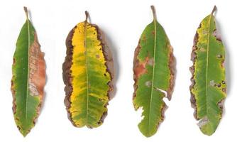 macronutrient deficient mango leaves isolated on white background, mango leaves with leaf disease, leaf margins yellow, leaf imperfect. photo