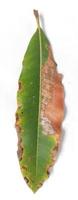 macronutrient deficient mango leaves isolated on white background, mango leaves with leaf disease, leaf margins yellow, leaf imperfect. photo