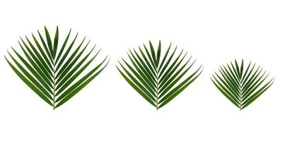 Areca Palm leaf isolated on white background, palm leaves. Green palm leaf on the edge of the image. a picture frame on a white background. for frame or decoration. photo