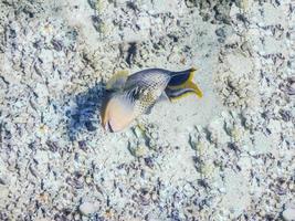 yellowmargin triggerfish at the gray seabed with many shells photo