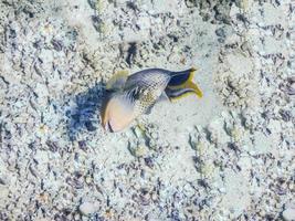 pez ballesta de margen amarillo en el fondo marino gris con muchas conchas foto