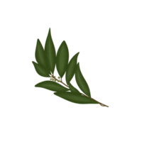 Bay leaf plant png