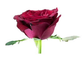 dark red rose with branch png