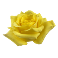 giallo fiore rosa su superiore Visualizza png