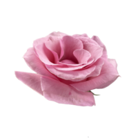 Pink Rose top view isolated png