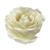 vue de dessus de rose jaunâtre blanche png