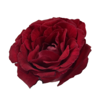 dark red rose top view png