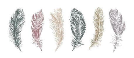 Feathers on white background. Hand drawn sketch style. vector