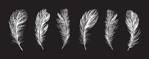 Feathers on white background. Hand drawn sketch style. vector