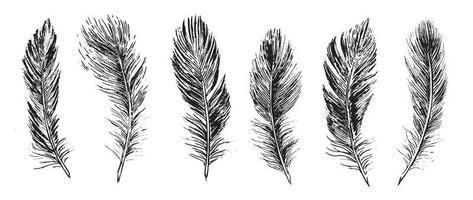 Feathers on white background. Hand drawn sketch style. vector