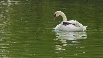 White Lonely Swan Swimming Green Lake Water video