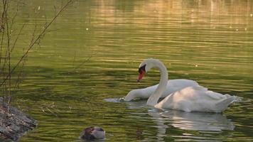 cisne branco flutuando no lago verde da floresta aquosa video