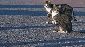 gatos callejeros tomando el sol en el piso de concreto video