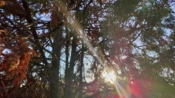 Sunlight Seeping Through Tree Branches in the Forest video