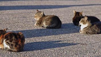 gatos callejeros tomando el sol en el piso de concreto video