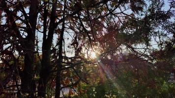 la lumière du soleil s'infiltre à travers les branches d'arbres dans la forêt video