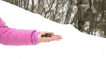 pájaro titmouse en la mano de las mujeres come semillas, invierno, cámara lenta video