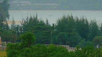 grande bianca Airone mosche al di sopra di il pista di decollo a Phuket aeroporto video