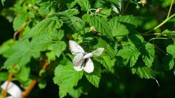 aporia crataegi mariposa blanca veteada negra apareándose en hoja de frambuesa video